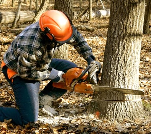 Tree Removal in Stinnett, TX
